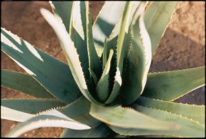 aloes 2